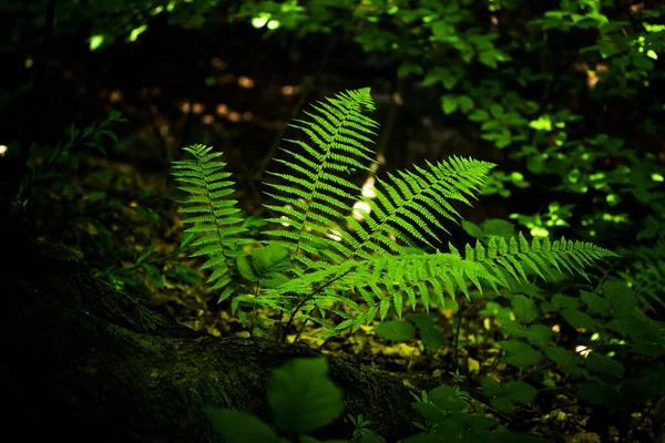 森の中に緑のシダの葉 — ストック写真