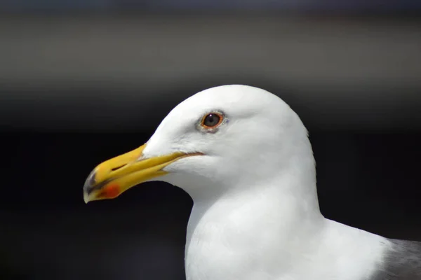 Close Seagull Black Background — Stock Photo, Image