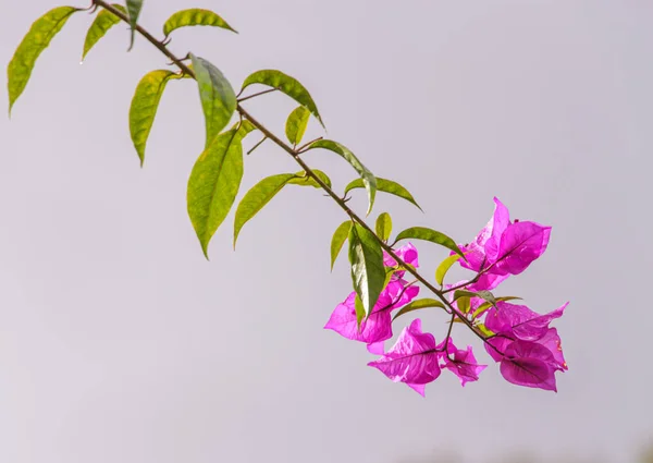 Gyönyörű Rózsaszín Bougainvillea Virágok Fehér Alapon — Stock Fotó