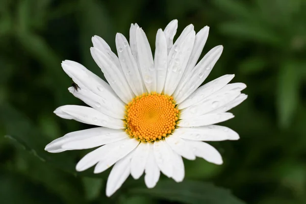 Fleur Marguerite Blanche Dans Jardin — Photo