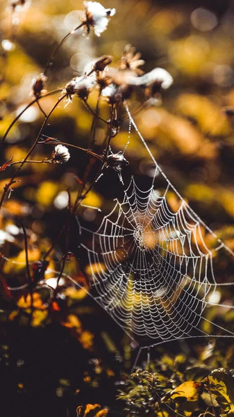 거미줄 식물로 이루어진 거미줄 — 스톡 사진