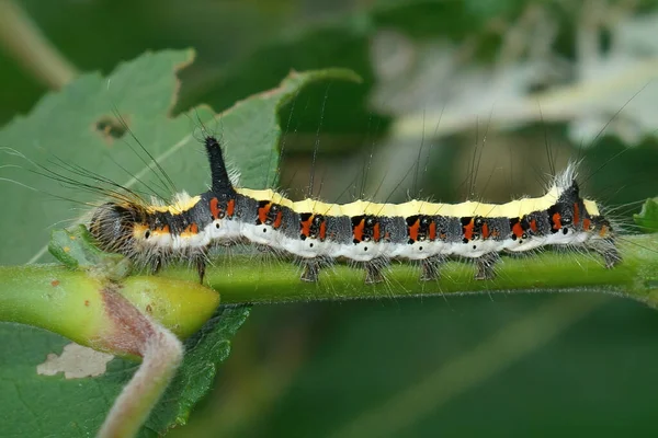 暗い短剣蛾のカラフルな縞模様の毛虫に閉じ込められ Acronictaは庭の植生に入ります — ストック写真