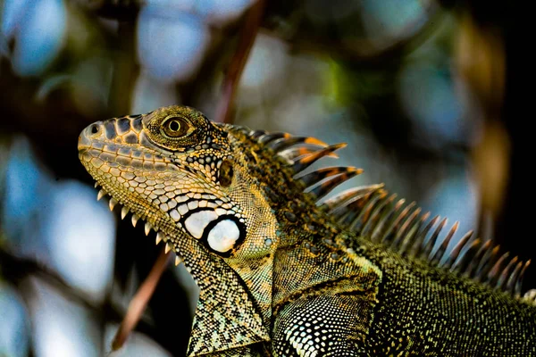 Close Jovem Iguana Verde Fundo Borrado — Fotografia de Stock