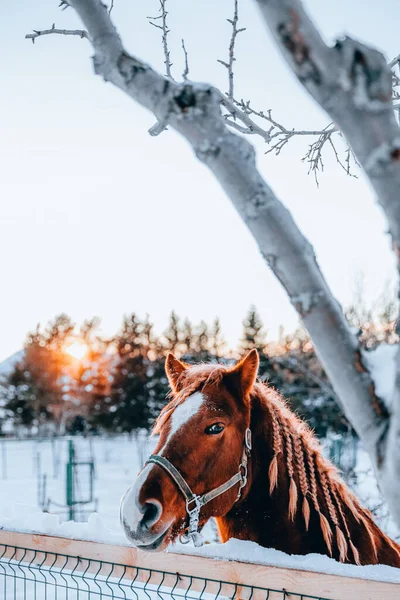 Cavallo Nella Foresta Invernale — Foto Stock