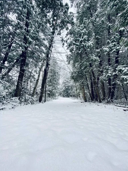 Floresta Inverno Neve — Fotografia de Stock