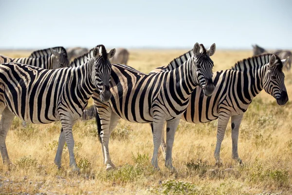 Zebre Nella Savana Kenya — Foto Stock