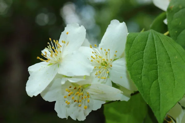 White Flowers Apple Tree Spring — Stock Photo, Image