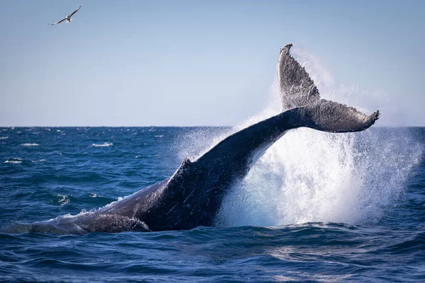 Ballena Jorobada Mar — Foto de Stock