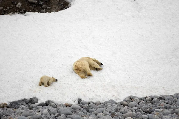 Isbjörn Snön — Stockfoto