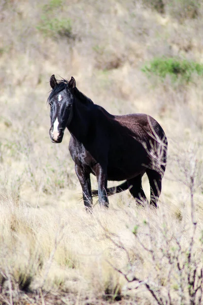 Czarno Białe Zdjęcie Dzikiego Konia Pustyni Utah — Zdjęcie stockowe