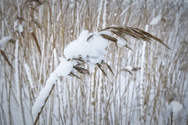 Zimą Pokryte Śniegiem Trzciny — Zdjęcie stockowe