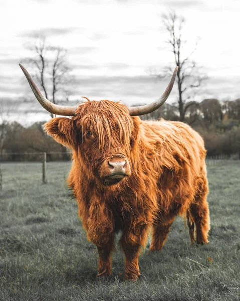 a beautiful brown-haired cow in the field