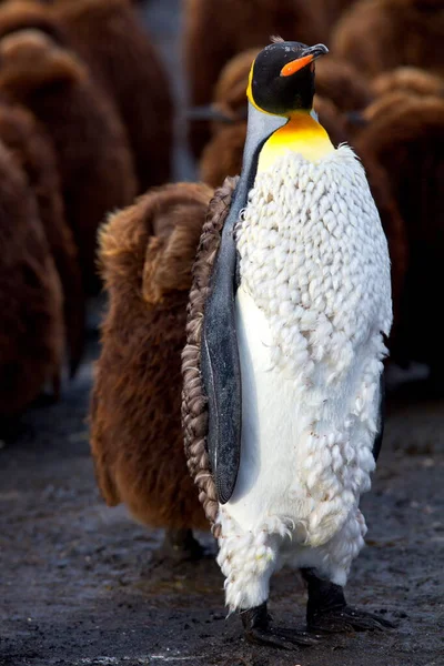Gros Plan Pingouin Roi Dans Zoo — Photo