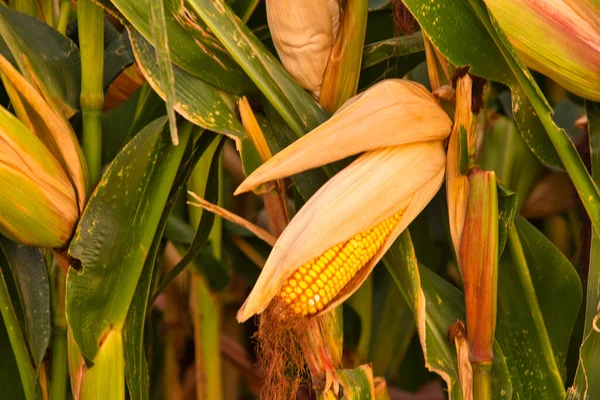 Campo Milho Flora Natureza — Fotografia de Stock