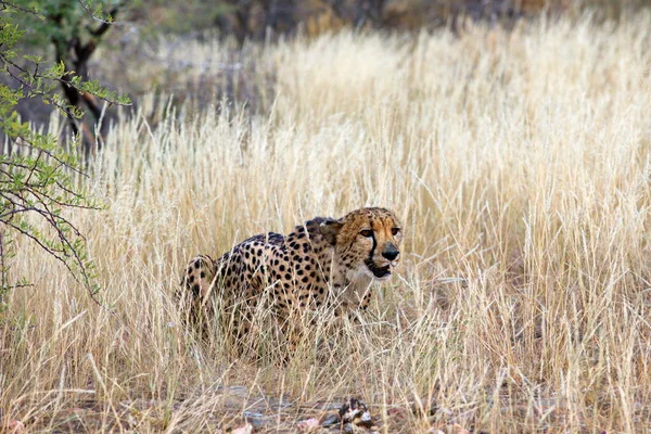 アフリカのサバンナでのチーター — ストック写真