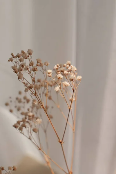 美丽的植物学照片 天然壁纸 — 图库照片