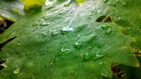 Folha Verde Com Gotas Orvalho Nas Folhas — Fotografia de Stock