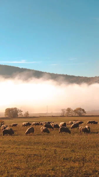 Kühe Weiden Auf Dem Feld — Stockfoto