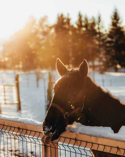 Portrait Cute Brown Horse Snow — Stock Photo, Image