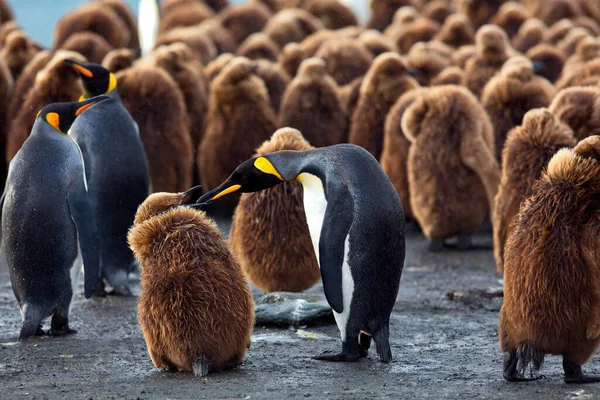 Grupo Pinguins Rei Zoológico — Fotografia de Stock