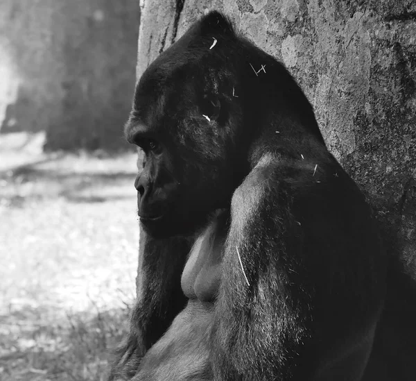 Schwarzer Gorilla Zoo — Stockfoto