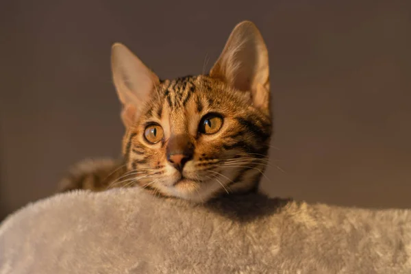 Ładny Kot Żółtymi Oczami — Zdjęcie stockowe