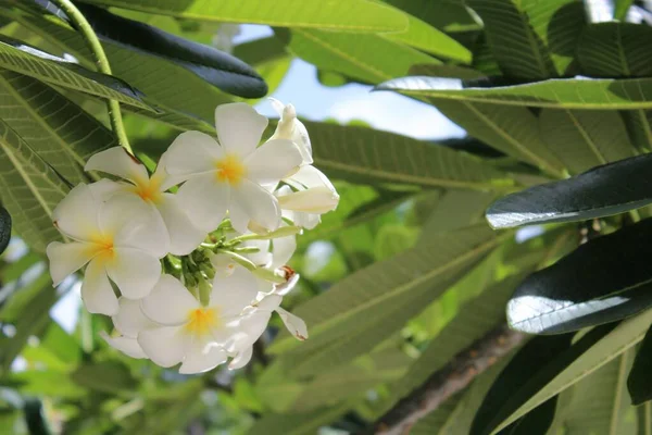 Plumeria Flores Jardim — Fotografia de Stock