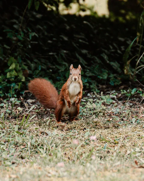 Esquilo Vermelho Floresta — Fotografia de Stock