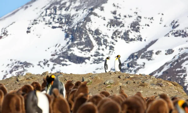 Grupo Pingüinos Nieve — Foto de Stock