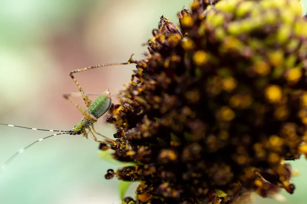 Plan Rapproché Une Abeille Sur Une Branche — Photo