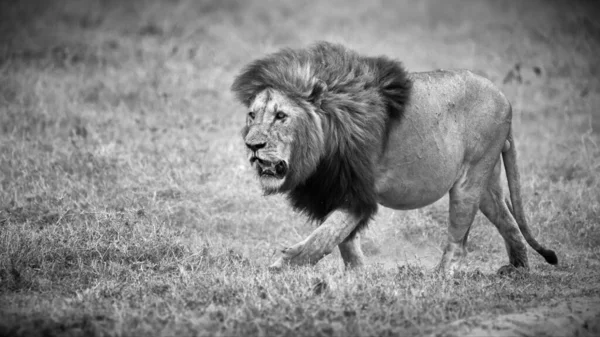 Mannelijke Leeuw Savanne Van Kenya — Stockfoto