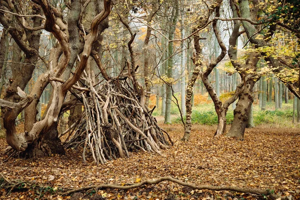 Piękny Jesienny Krajobraz Drzewami Liśćmi — Zdjęcie stockowe