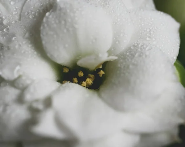 Hermosa Flor Blanca Con Gotas Rocío — Foto de Stock