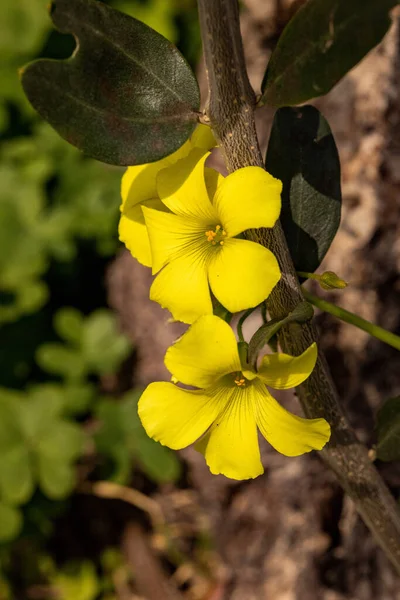 Belles Fleurs Jaunes Dans Jardin — Photo