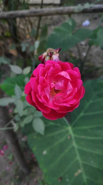 Hermosas Rosas Rosadas Jardín — Foto de Stock