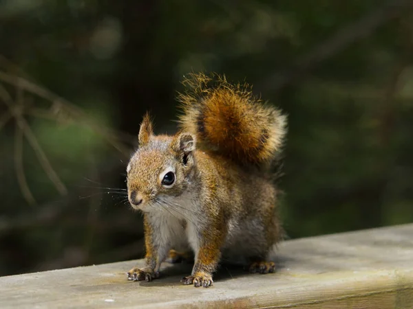 Squirrel Tree — Stock Photo, Image