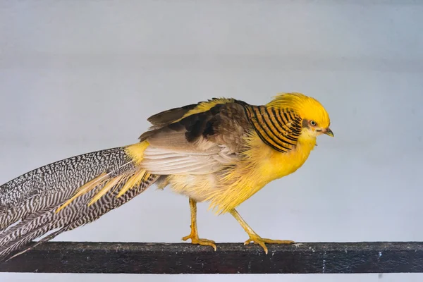 Uccello Seduto Ramo Albero — Foto Stock