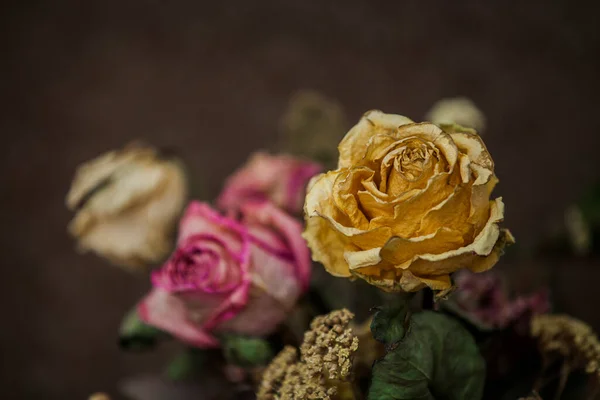 Belas Rosas Jardim — Fotografia de Stock