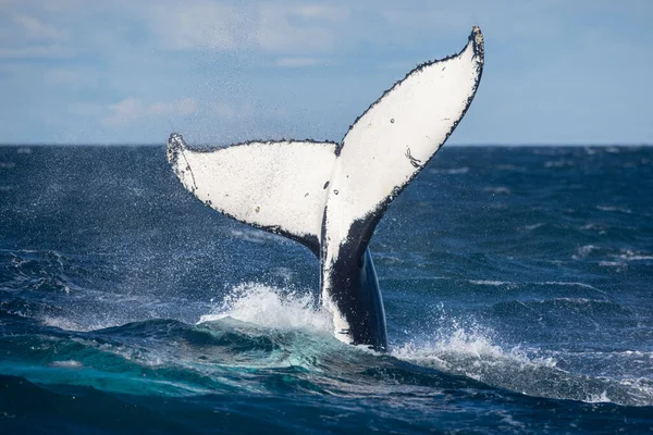 Ballena Jorobada Mar — Foto de Stock