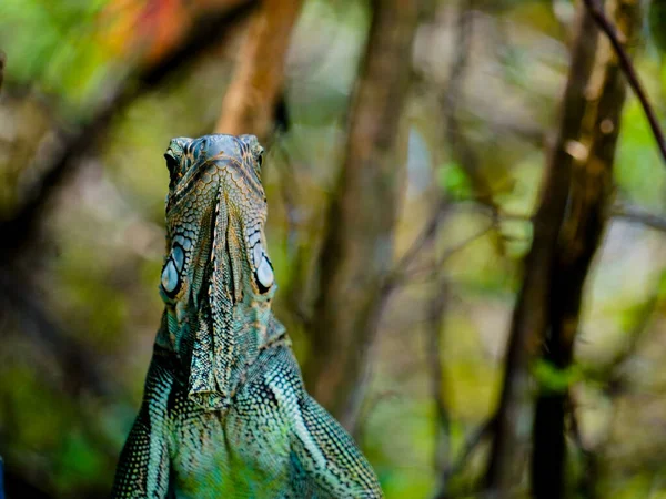 Närbild Bild Ung Grön Leguan Suddig Bakgrund — Stockfoto