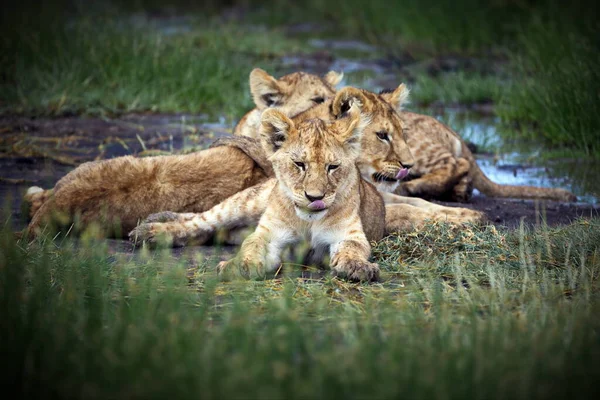 Löwin Der Savanne Von Kenia — Stockfoto