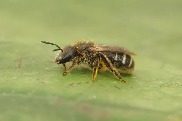 Großaufnahme Einer Weiblichen Stierkopffurchenbiene Lasioglossum Zonulum Die Auf Einem Grünen — Stockfoto