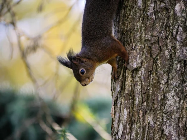 Squirrel Tree — Stock Photo, Image