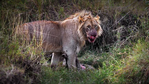 ケニアのサバンナにあるライオンは — ストック写真