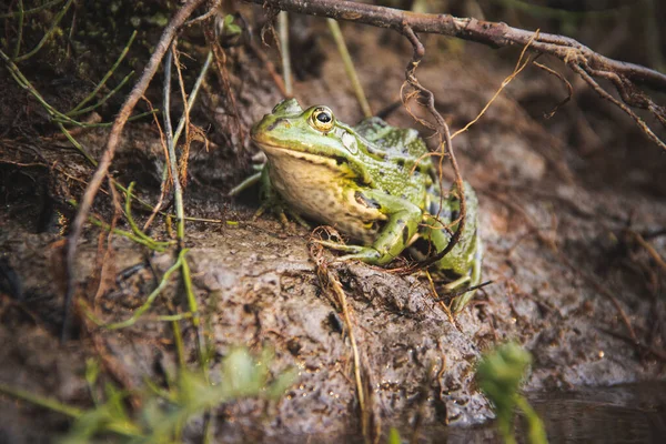 森の中のカエル — ストック写真
