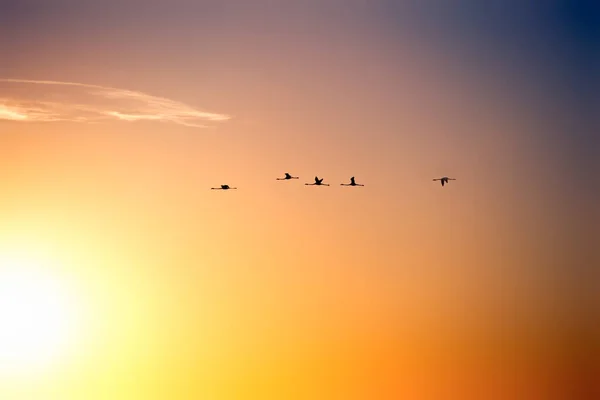 夕阳西下的鸟儿 — 图库照片