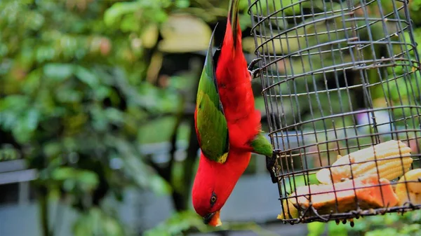 Gyönyörű Papagáj Madár Vadon Élő Állatok Növényvilág Természetben — Stock Fotó