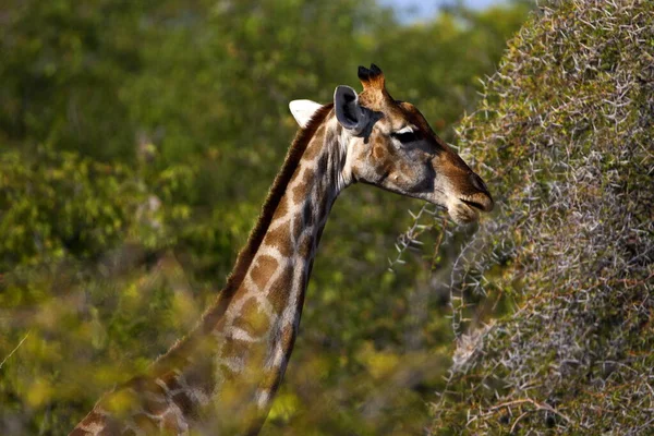 Girafe Dans Savane — Photo