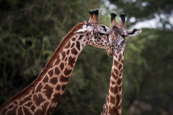 Giraffe Dierentuin — Stockfoto