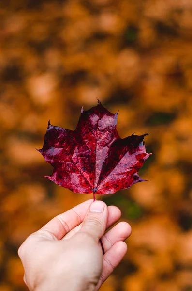 Hand Hält Ein Rotes Ahornblatt Herbst — Stockfoto